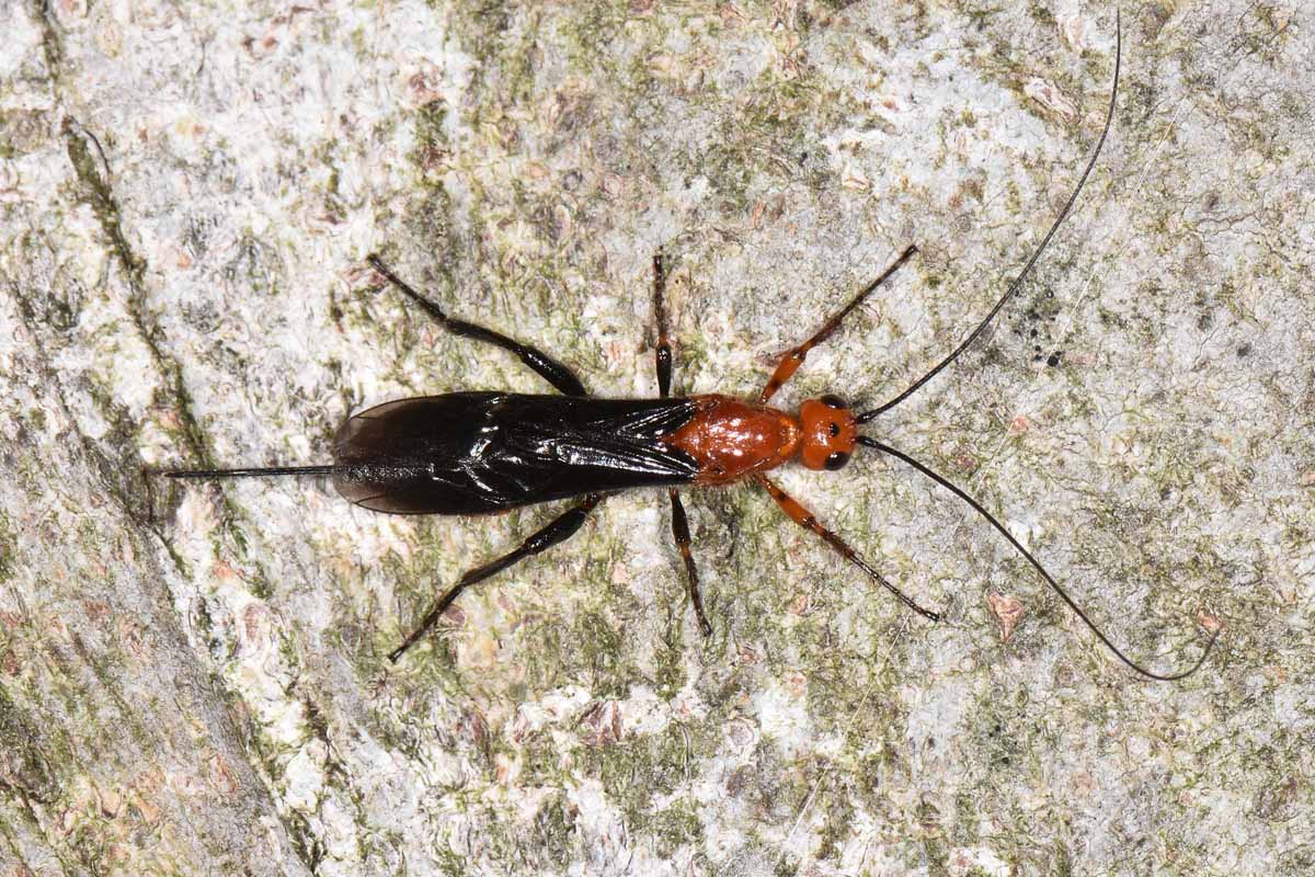 Braconidae